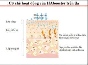 HA booster trong sản phẩm gia công kem dưỡng thể 