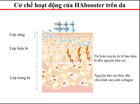 Hoạt chất HA-booster trong sản phẩm kem dưỡng ẩm hoạt động trên da